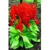 Short Bright Red Celosia! HEIRLOOM! Comb. S/H! SEE OUR STORE!