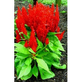 Short Bright Red Celosia! HEIRLOOM! Comb. S/H! SEE OUR STORE!