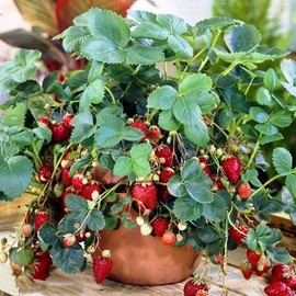 KIRA SEEDS - Seeds Alpine Strawberry Four Seasons - Everbearing Fruits for Planting - GMO Free