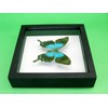 asiahouse24 A Real Exotic Prepared Butterfly in Picture Frame Wall