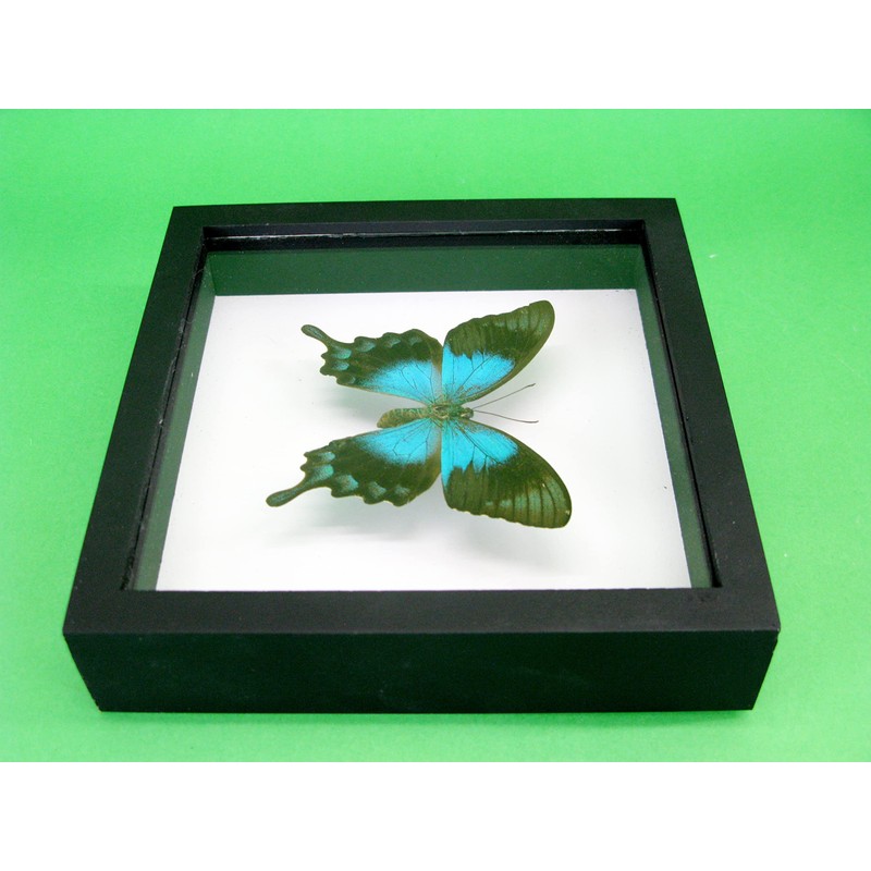 asiahouse24 A Real Exotic Prepared Butterfly in Picture Frame Wall