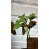 generic Pink Brugmansia, Angel Trumpet, Rooted Live plant 6-14 inches