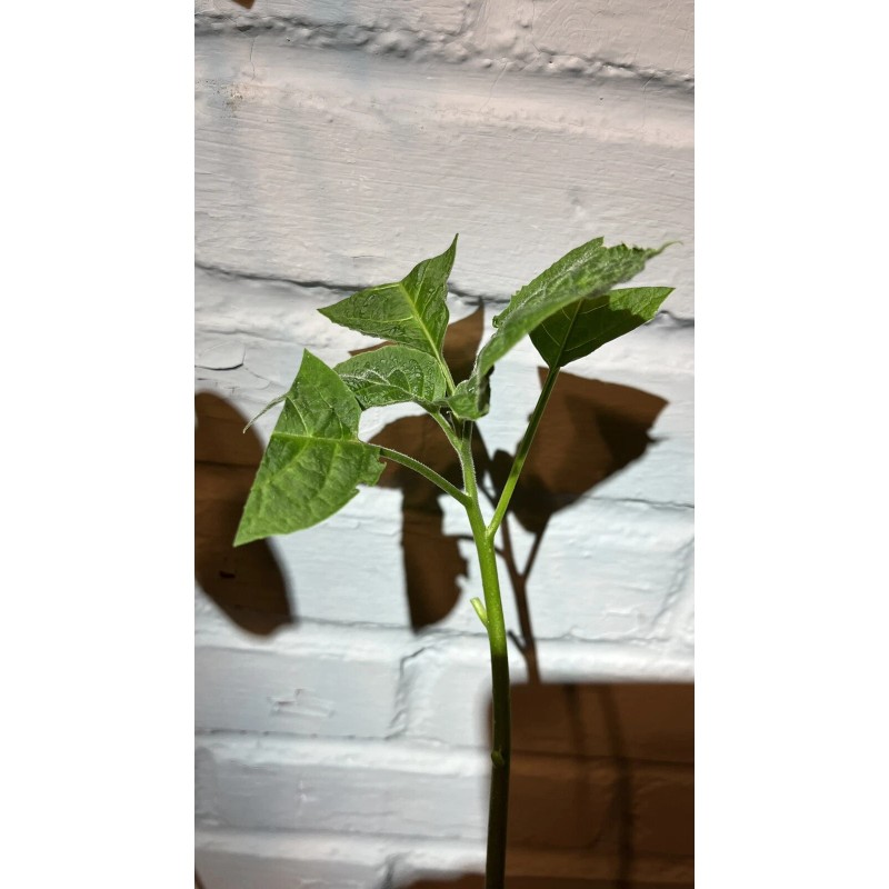 generic Pink Brugmansia, Angel Trumpet, Rooted Live plant 6-14 inches