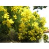 Fresh Acacia Golden Wattle Tree Seed fresh 40 seeds .