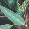 Naissance Lemon Eucalyptus Essential Oil 50ml - 100% Pure, Natural,