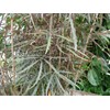 Dizygotheca Elegantissima- Spider Aralia 10 Seeds