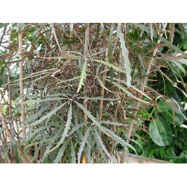 Dizygotheca Elegantissima- Spider Aralia 10 Seeds