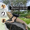 Scaly Pet Bearded Dragon Leash and Harness Set with Bearded