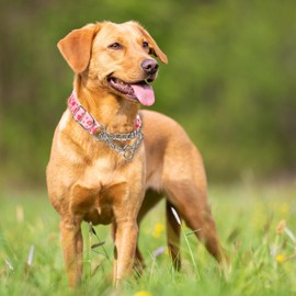Martingale Dog Collar with Chain, No Pull Slip Cinch Choker Choke Collar Pink Strawberry Duty Dog Collar for Medium Large Extra Large Pet Dogs,Strawberry L