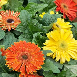 Outsidepride 10 Seeds Perennial Fire Dark Eye Gerbera Flower Seed Mix for Planting