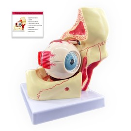 Veipho 3X Enlarged Human Eye Orbital Anatomy Model with Stand, 10 Detachable Anatomical Parts Eyeball Orbit Model for Teaching and Ophthalmology Study