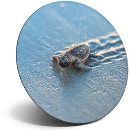 Destination Vinyl ltd Magnet for Refrigerator, Fridge - Cute Baby Sea Turtle Turtles for Office, Cabinet and Whiteboard, Magnetic Stickers, 3068