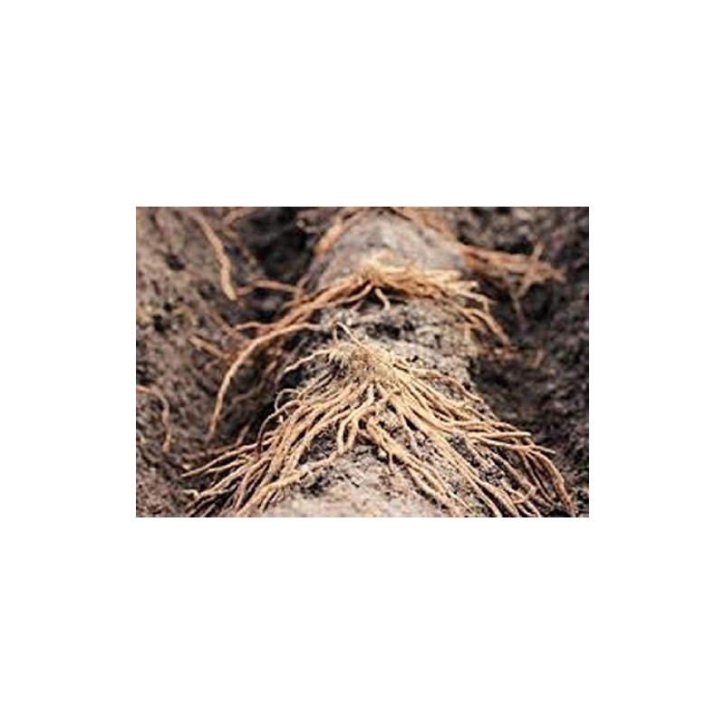 10 extra large 2nd year Green Asparagus Plants/roots with