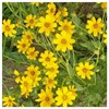 Everwilde Farms - 200 Engelmann Daisy Native Wildflower Seeds -