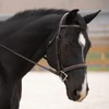 KL Select Black Oak Cyprus Hunter Bridle Horse (Cob)