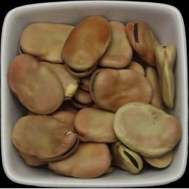 ZeeHERBS Fava Beans - Vicia Faba - 8 oz