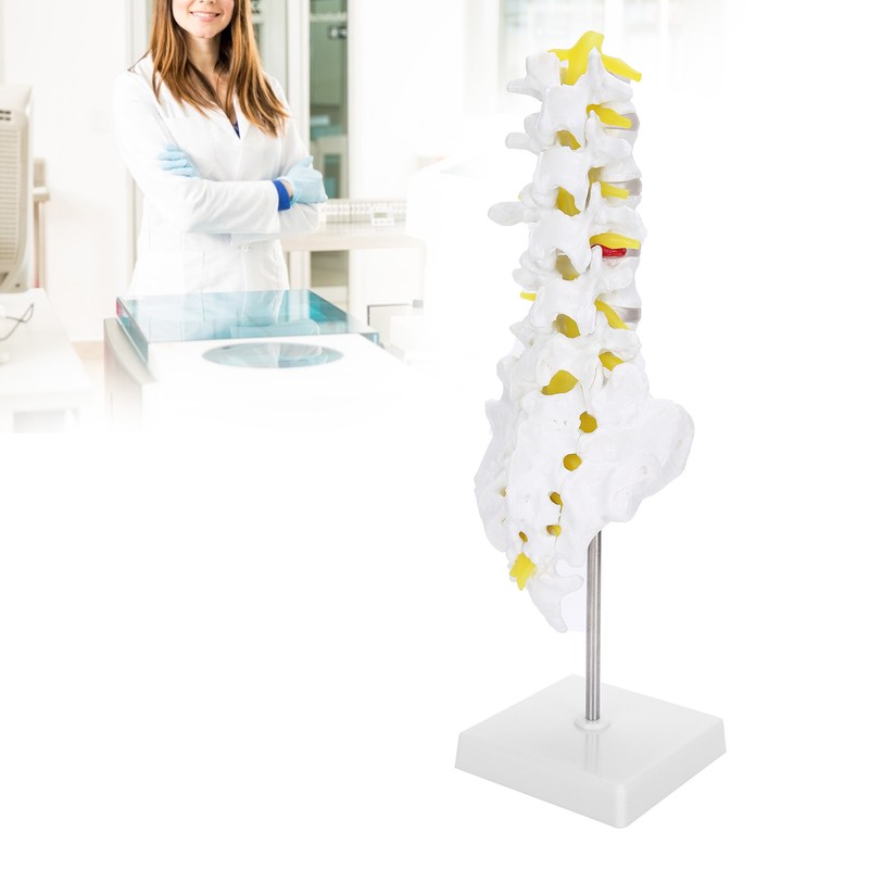 Human Lumbar Vertebral Model School Educational Teaching Model Tool Spine