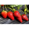 2000+ Red Climbing Strawberry Seeds Hydroponic Sweet Strawberry Seeds for
