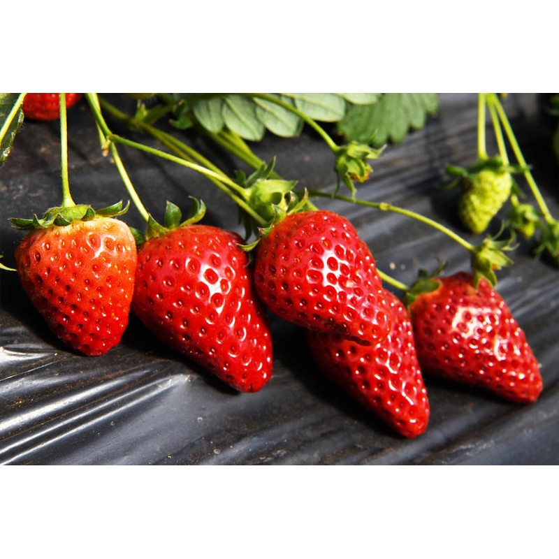 2000+ Red Climbing Strawberry Seeds Hydroponic Sweet Strawberry Seeds for