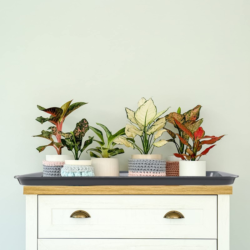 Kiddream 6-Pack Large Grey Boot Trays, Rectangular Serving Tray Shoe