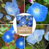 Morning Glory Seeds Heavenly Blue - Large 1 Ounce Packet