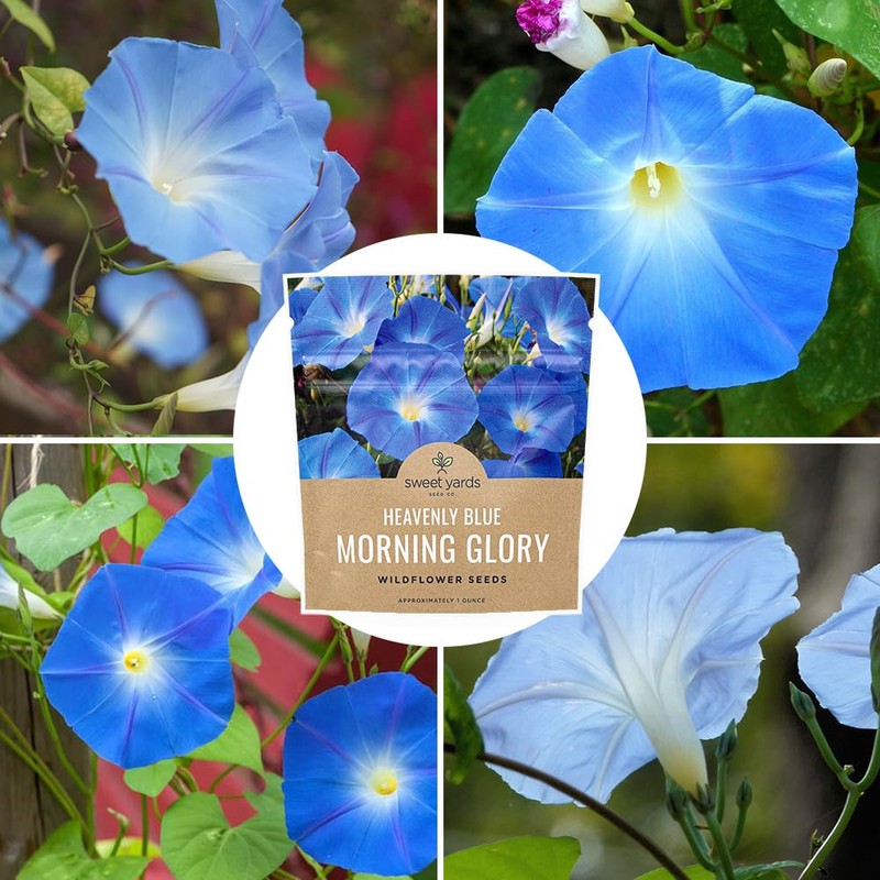 Morning Glory Seeds Heavenly Blue - Large 1 Ounce Packet