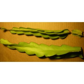 Dragon Fruit Cutting Red 12 Inch Cutting