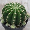 Echinobivia Hybrid Rainbow Bursts Cacti Cactus Succulent Real Live Plant