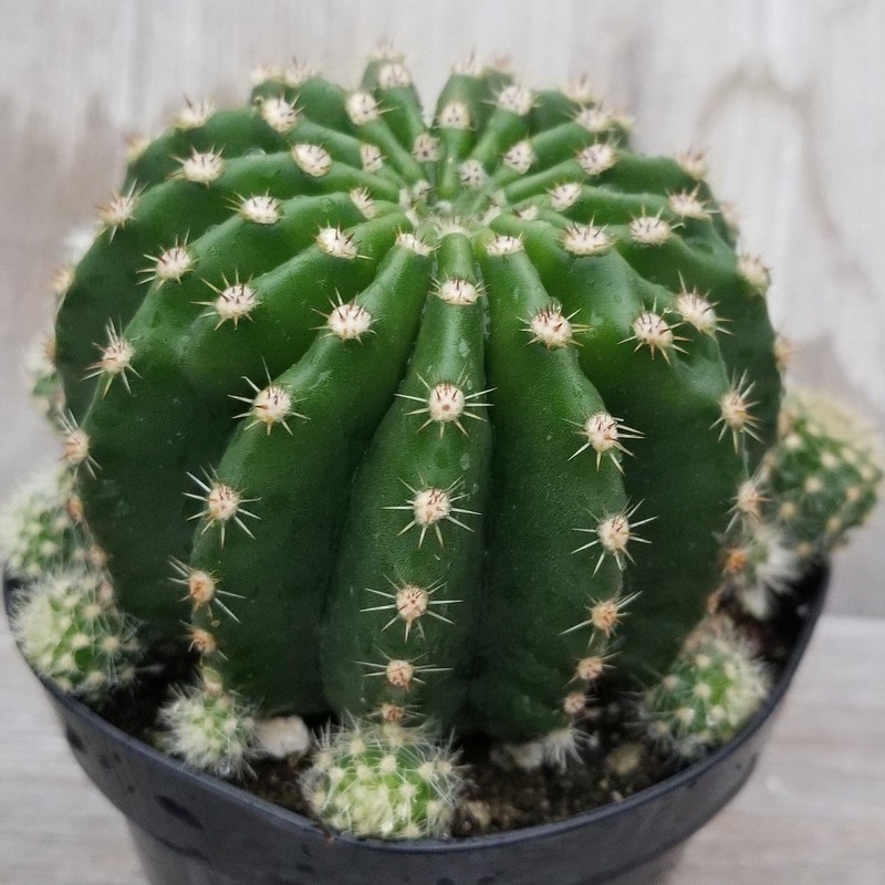 Echinobivia Hybrid Rainbow Bursts Cacti Cactus Succulent Real Live Plant