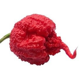 Carolina Reaper HP22B Pepper Premium Seeds for Planting Packet Record Hottest in The World