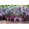 Kale Red Russian Great Heirloom Vegetable by Seed Kingdom BULK1