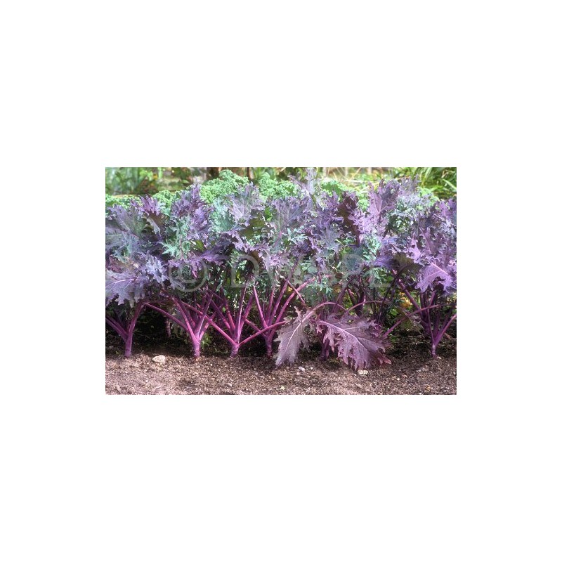 Kale Red Russian Great Heirloom Vegetable by Seed Kingdom BULK1