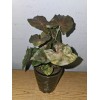 anniestore2010 Syngonium Maria Live Plant In 4" Pot~Bronze Arrowhead Plant