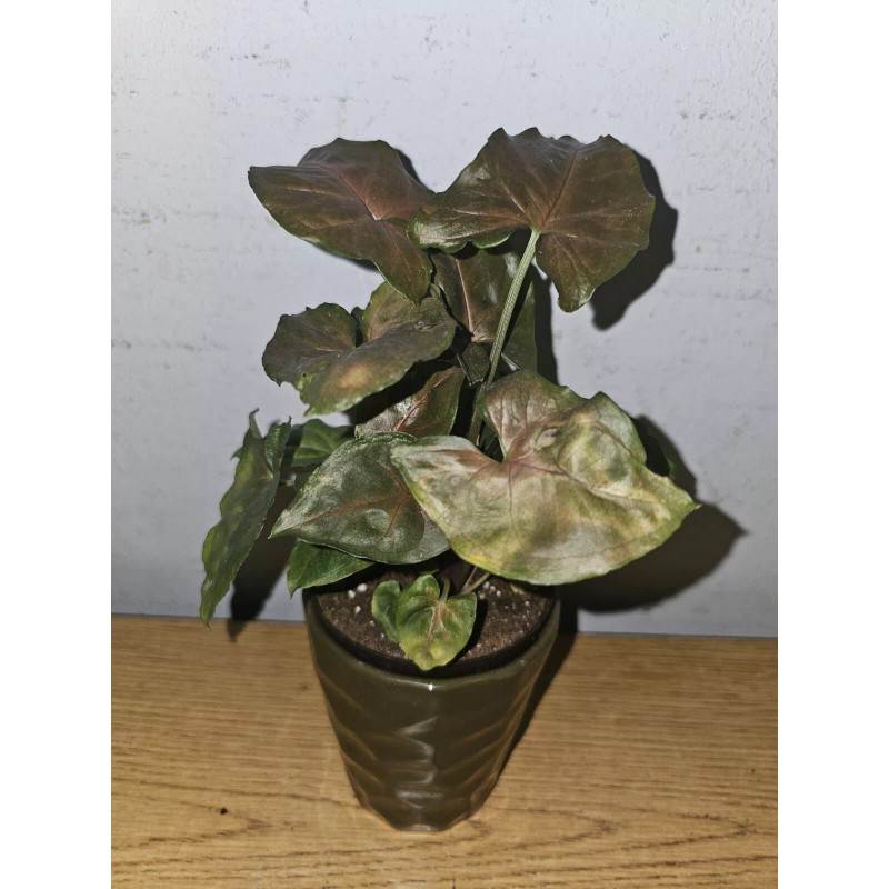 anniestore2010 Syngonium Maria Live Plant In 4" Pot~Bronze Arrowhead Plant