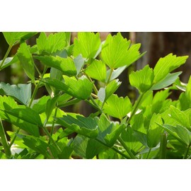 Lovage Herb Seeds - Non-GMO - 1 Gram, Approximately 250 Seeds