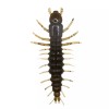 NIKKO Hellgrammites - 4.25" - Mudbug