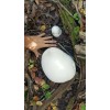 Unbranded GIANT PUFFBALL MUSHROOM GROWING KIT. OVER 1 BILLION SPORES
