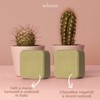 Solid Conditioner Made of Organic Coconut 55 g - Enooso