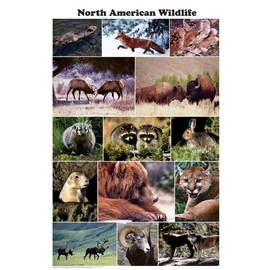 Laminated North American Wildlife Educational Chart Poster 24x36