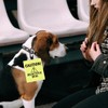 Dog Reactive Alert Hanging Patch Caution Stop Dog Alert Hanging