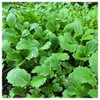 Everwilde Farms - 1 Oz Florida Broadleaf Mustard Seeds -