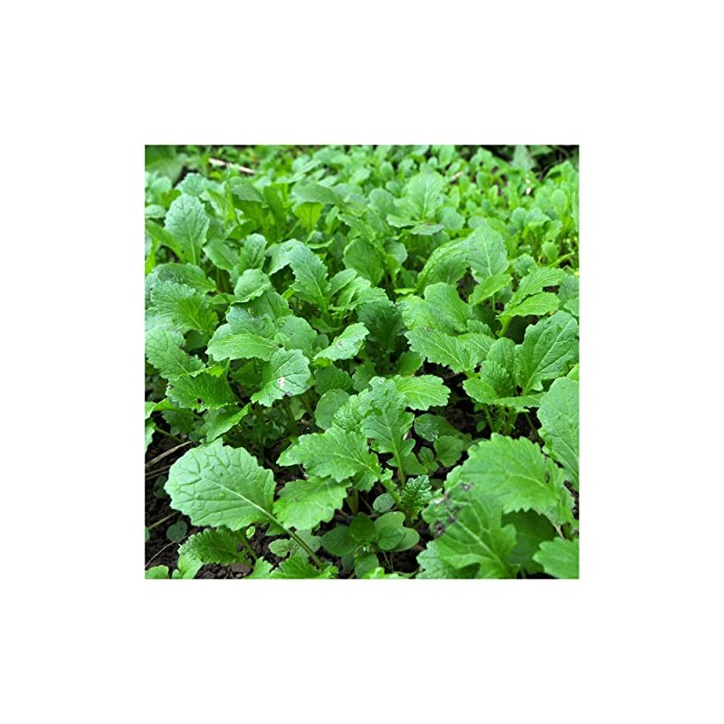 Everwilde Farms - 1 Oz Florida Broadleaf Mustard Seeds -