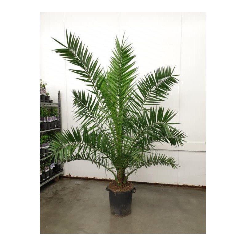 SeedsUP - 4+ Seeds Phoenix Palm Canary Island Date Palm