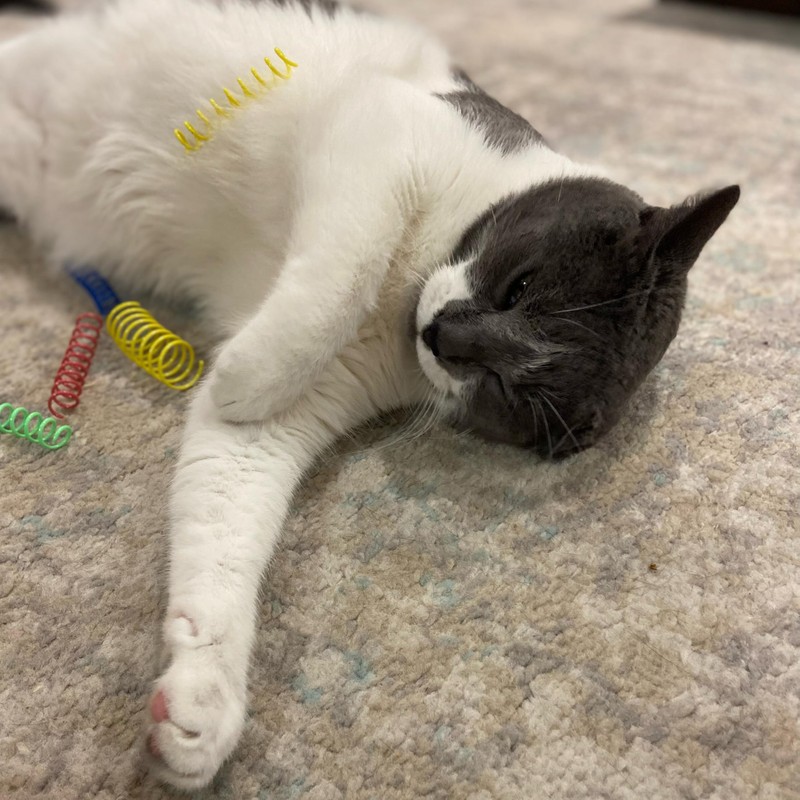 SPOT Colorful Springs Cat Toys – 3" Bouncy Coils for