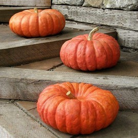 Seeds Cross Pumpkin and Watermelon Kavbus Red Giant Orange Decorative Ornamental Unique Giant Garden Vegetable for Planting Non GMO