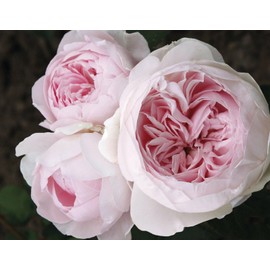PnE seeds Earth Angel rose seeds 10count~fragra