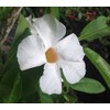 White BOLIVENSIS Mandevilla Dipladenia Tropical Vine Live Plant Lightly Fragrant