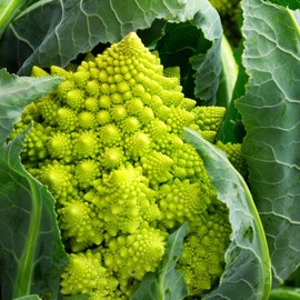 TomorrowSeeds - Romanesco Cauliflower Seeds - 3000+ Count - for 2026 Planting Brassica oleracea VAR. botrytis Roman Broccoli Broccoflower Green Broccolo Non-GMO Grow Your Own Home Farm Patio Healthy