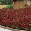 Outsidepride Red Velour Tidal Wave Petunia Seeds - 15 Pcs