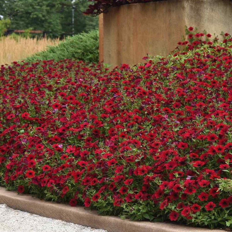 Outsidepride Red Velour Tidal Wave Petunia Seeds - 15 Pcs